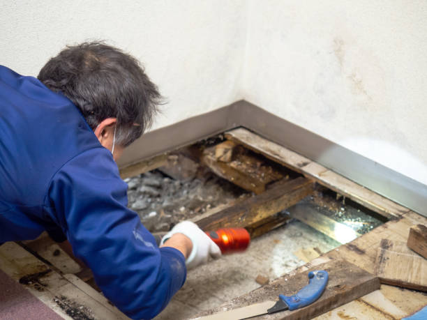 Reliable Whitehorn Cove, OK Mold Remediation Solutions