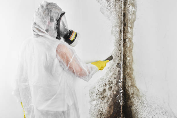 Best Post-Flood Mold Remediation in Whitehorn Cove, OK