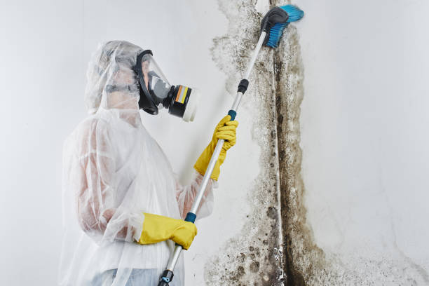 Best White Mold Remediation in Whitehorn Cove, OK
