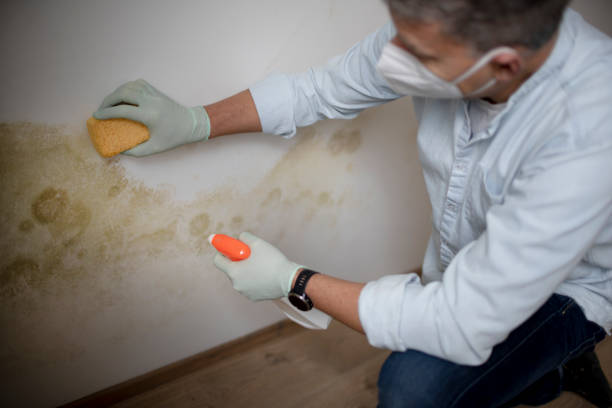 Best Residential Mold Remediation in Whitehorn Cove, OK
