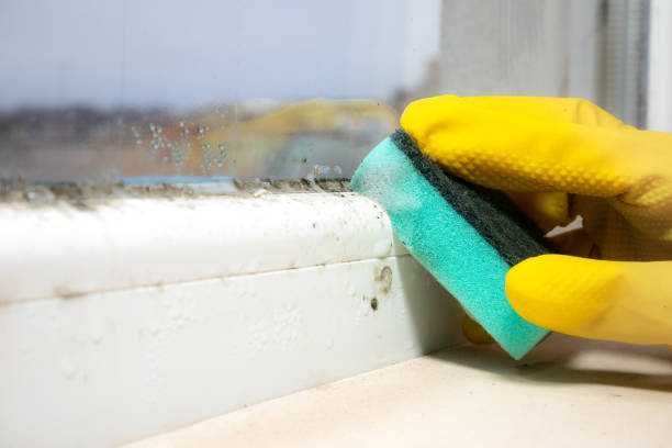 Best Commercial Mold Remediation in Whitehorn Cove, OK