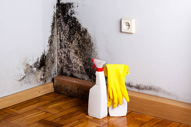 Best Health and Safety Mold Remediation in Whitehorn Cove, OK